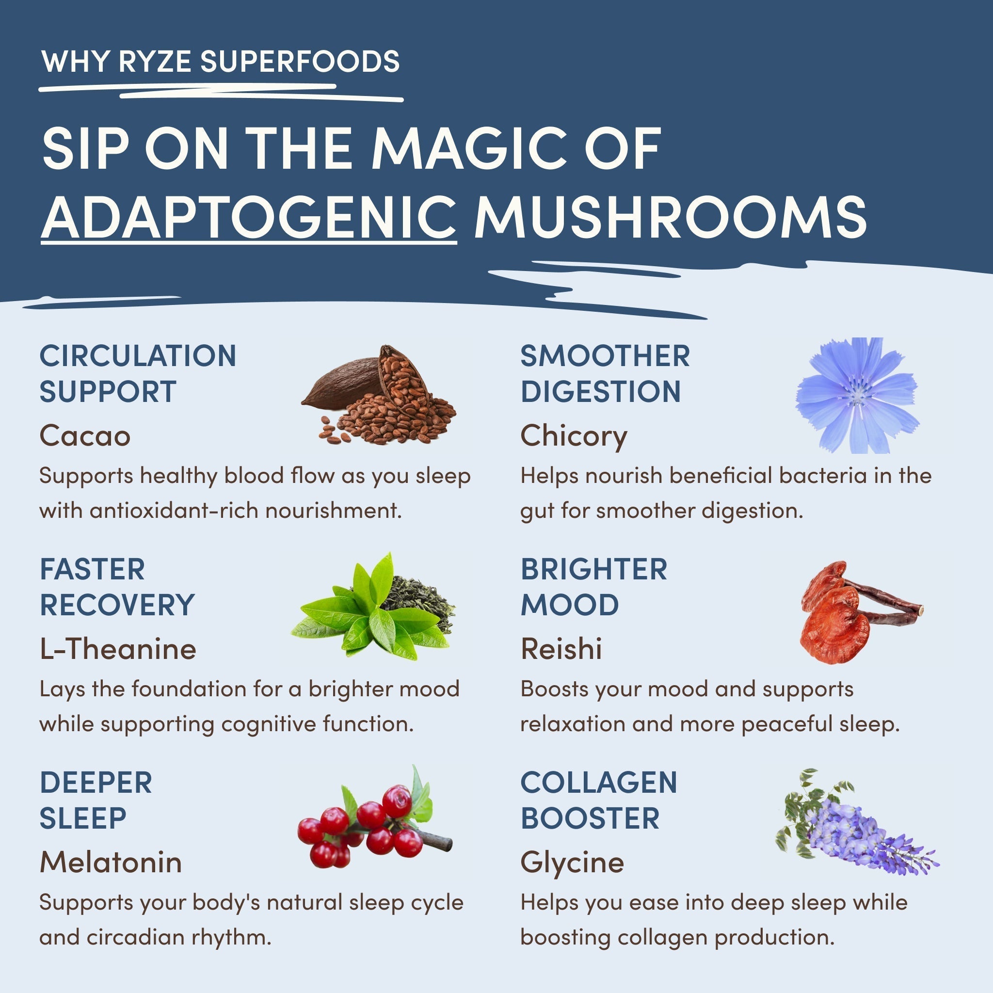 Mushroom Hot Cocoa — Organic Instant Cocoa with L-Theanine & Melatonin, 20 Servings T4 TJ