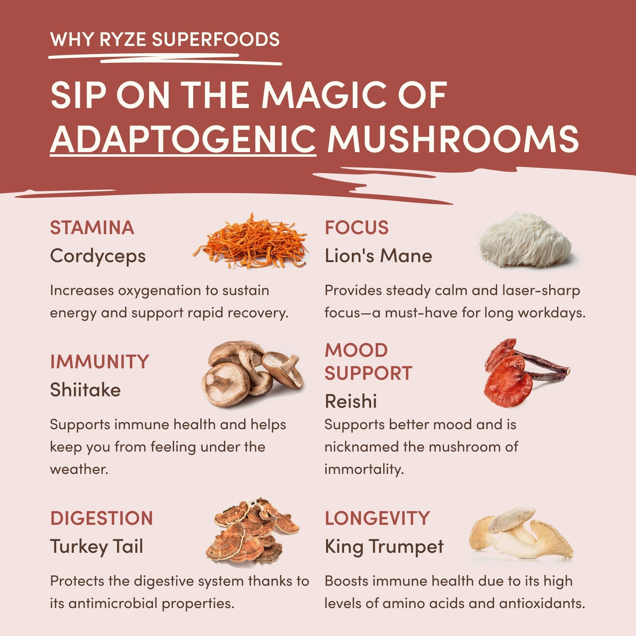 Mushroom Chicory (30 Servings) Z6 7L